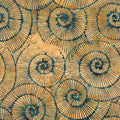 Stone Strata - Fossil - Spirals-Multi Green Gold Orange