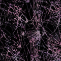 Boo Bash - Spiders and Webs - Purple