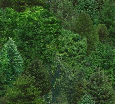 Elizabeth Studio Landscape Medley - Trees