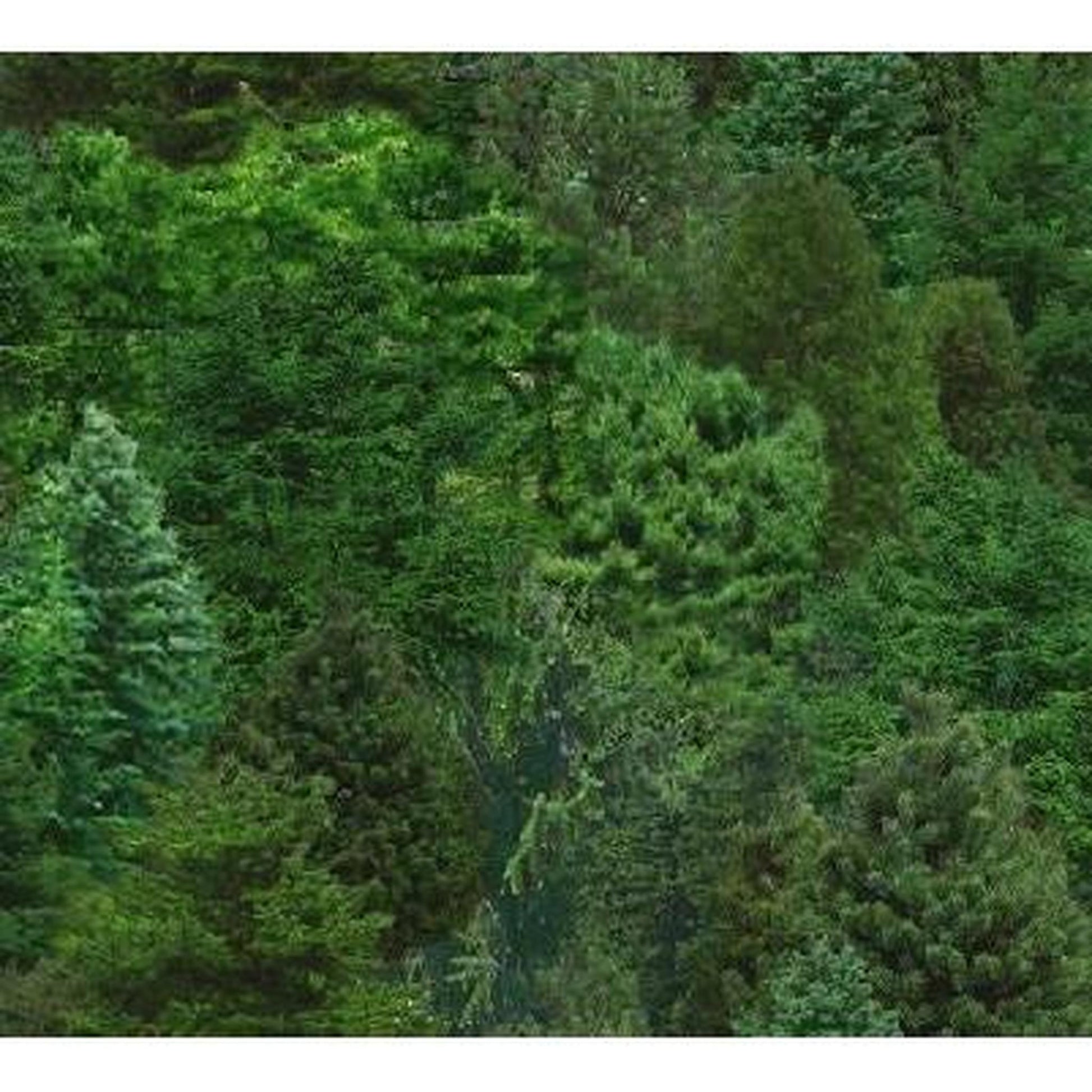 Elizabeth Studio Landscape Medley - Trees