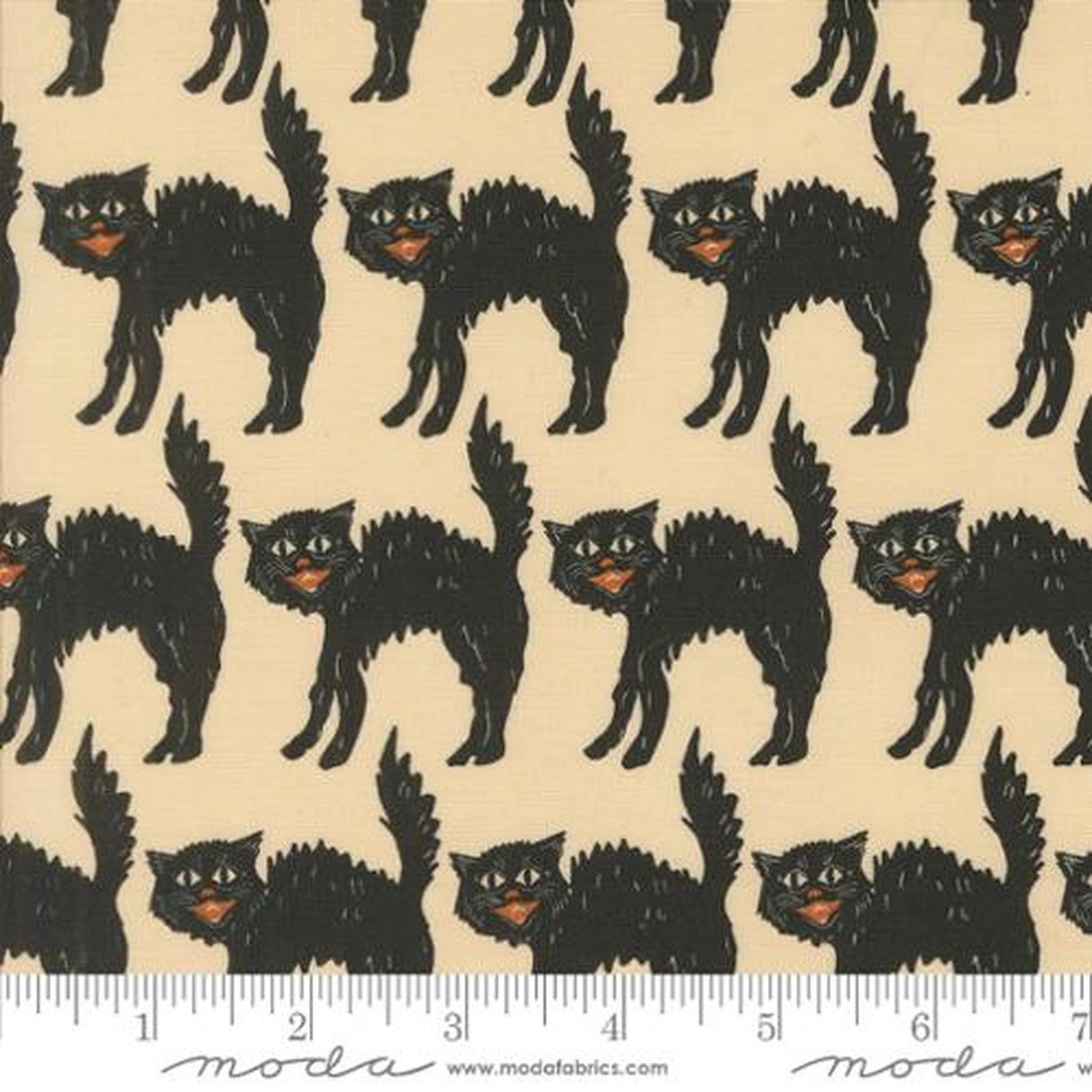 Home Sweet Haunt by Stacy Iest Hsu - Little Black Cat: Bone