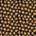 QT Cactus Garden - Spider Flower - Black
