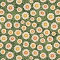 Sweet as Honey by Dan Morris - Daisy Toss -G